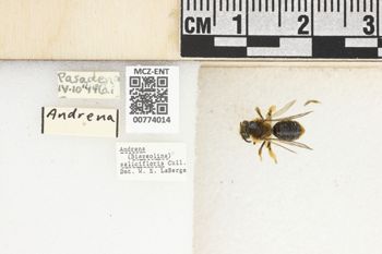 Media type: image;   Entomology 774014 Aspect: Labels